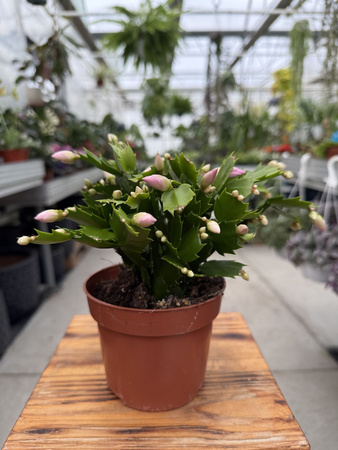 ZYGOKAKTUS JASNYRÓŻ P12