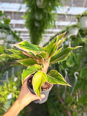AGLAONEMA LIPSTICK PINK P12