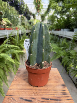 CEREUS CUDDLY P10