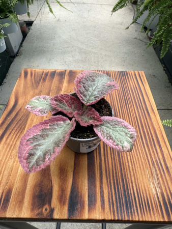 EPISCIA P6