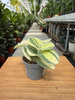 TRZYKROTKA VARIEGATA P6