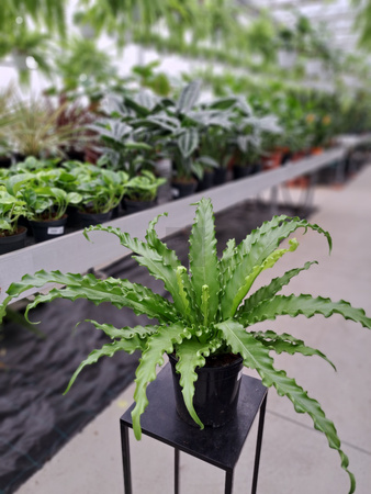 PAPROĆ ASPLENIUM OSAKA P17