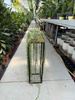 HOYA LINEARIS P14