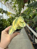 TRZYKROTKA VARIEGATA P6