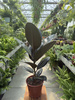 FICUS ELASTICA P17