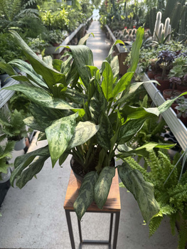 AGLAONEMA ROMEO P17