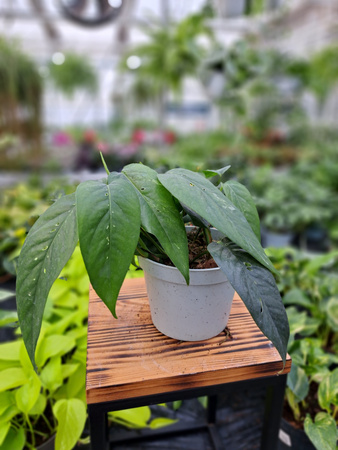 SCINDAPSUS VARIEGATA P12