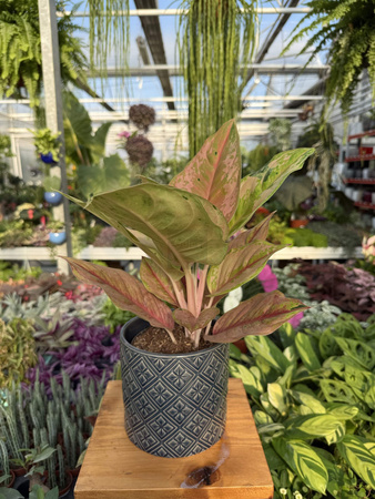 AGLAONEMA PASTELLA P12