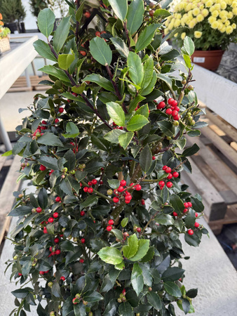 OSTROKRZEW KOLCZASTY BLUE MAID P28