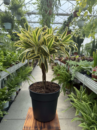 DRACENA REFLEXA SONG OF INDIA P21