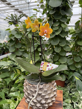 PHALENOPSIS LIMITED 54 P12