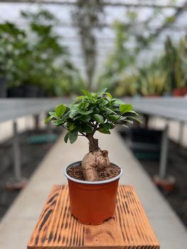 FICUS GINSENG P12