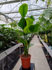 STRELITZIA NICOLAI P17