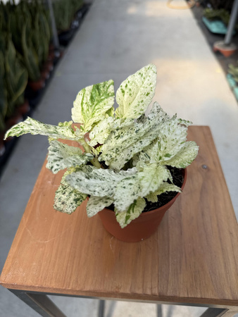 PELLIONIA REPENS VARIEGATA P8