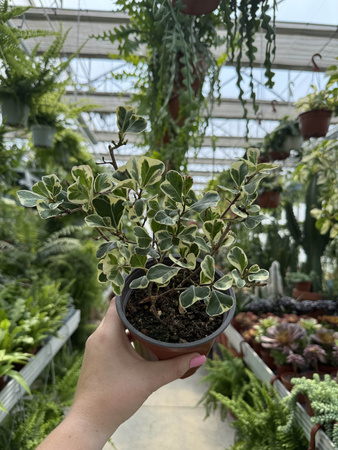FICUS FIO00350 P12