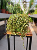 PEPEROMIA PROSTRATA P14
