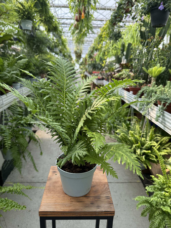 PAPROĆ BLECHNUM SILVER LADY P13