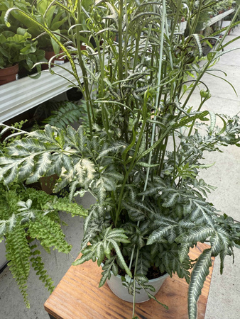PAPROĆ PTERIS EVERGEMIENSIS P13