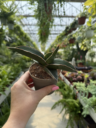SANSEVIERIA SAMURAI P9