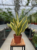 SANSEVIERIA YELLOW STONE P14