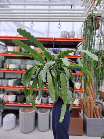 EPIPHYLLUM BEVERTAIL P25