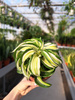DRACENA MALAIKA P12