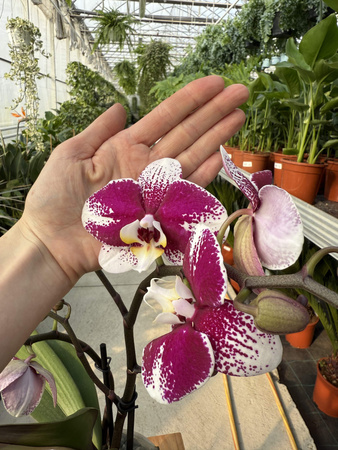 PHALENOPSIS MULTIFLORA TYPES RED SPIRIT RED
