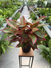 AGLAONEMA JUNGLE LAVA P19