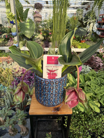 MEDINILLA DOLCE ROSSA P14