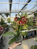 PHALENOPSIS LIMITED 04 P12