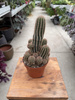 CACTUS CHAMAELOBIVIA P10
