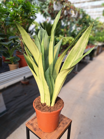SANSEVIERIA MOONSHINE P17