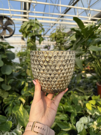 OSŁONKA ELVIRA OLD GOLD P14