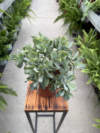 CRASSULA  ARBORESCENS P15