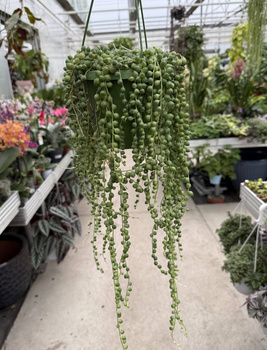 SENECIO ROWLEYA P14