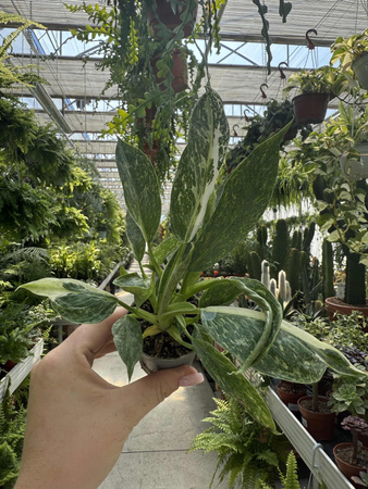 PHILODENDRON JOSE BUENO P6