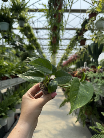 EPIPREMNUM PINATUM AUREUS P6