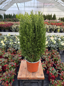 CYPRYSIK LAWSONA SNOW WHITE P13