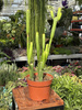 EUPHORBIA CEDORUM P13