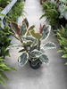FICUS ELASTICA TINAKE P27