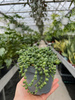 SENECIO ROWLEYA P10,5