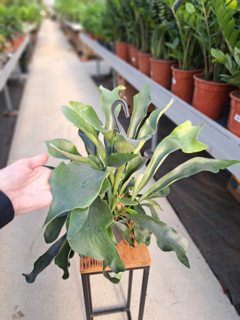 PAPROĆ ŁOSIE ROGI P17