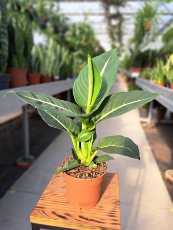 DIEFFENBACHIA GREEN MAGIC P12