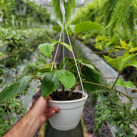 TETRASTIGMA KOSZ
