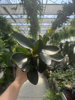 PEPEROMIA RED MARGIN P9