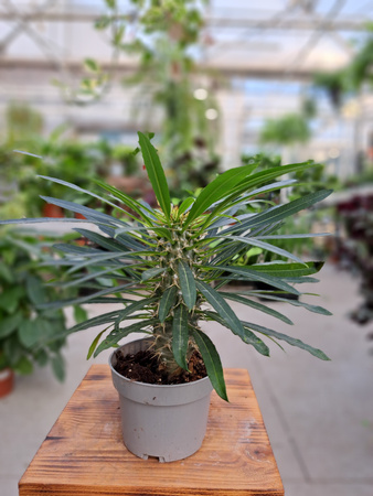 PACHYPODIUM LAMEREI  - PALMA MADAGASKARU P10.5