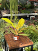 PHILODENDRON GOLDEN CROCODILE P6
