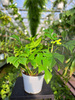MONSTERA MINIMA P13