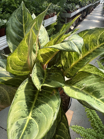 AGLAONEMA CHARTREUSE PRET P19