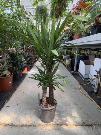 YUCCA ELEPHANTIPES P21